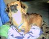 Tibet-Spaniel Foto: Gib mir schon das Leckerchen... (ID 5671) Tibet-Spaniel Hund