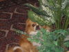 Tibet-Spaniel Foto: Kuck mal, wer da kuckt... (ID 35701) Tibet-Spaniel Hund