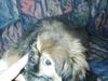 Tibet-Spaniel Foto: Beisst Du mich... beiss ich Dich!!! *grrrr* (ID 3780) Tibet-Spaniel Hund