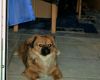 Tibet-Spaniel Foto: Oh, sorry, wollte Dich nicht wecken Süße... (ID 3779) Tibet-Spaniel Hund