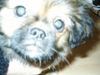 Tibet-Spaniel Foto: Unser Finchen sagt HALLO an die Welt (ID 3776) Tibet-Spaniel Hund
