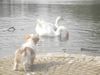 Tibet-Spaniel Foto: Gizmo & das Loch Ness Ungeheuer! (ID 19935) Tibet-Spaniel Hund