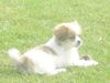 Tibet-Spaniel Foto: Gizmo beim Relaxen! (ID 19936) Tibet-Spaniel Hund