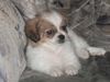 Tibet-Spaniel Foto: Unser kleiner Schatz Gizmo!!! (ID 19660) Tibet-Spaniel Hund