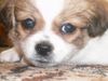 Tibet-Spaniel Foto: Schau mir in die Augen Kleines! By Gizmo, the Heartbreaker! (ID 19868) Tibet-Spaniel Hund