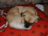 Tibet-Spaniel Hund