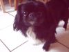 Tibet-Spaniel Hund