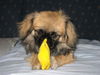 Tibet-Spaniel Hund