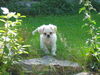 Tibet-Spaniel Hund