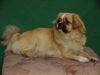 Tibet-Spaniel Foto: Quickstep of Cherrywood (ID 1469) Tibet-Spaniel Hund