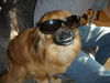 Tibet-Spaniel Hund