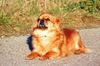 Tibet-Spaniel Foto: Ninja - kommt aus Spanien - sie ist ein Tibet-Spaniel-Mix (ID 36833) Tibet-Spaniel Hund