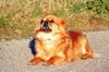 Tibet-Spaniel Hund