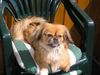 Tibet-Spaniel Foto: \'Unser Finchen (ID 21104) Tibet-Spaniel Hund