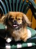 Tibet-Spaniel Hund