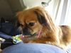 Tibet-Spaniel Hund