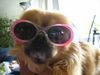 Tibet-Spaniel Hund