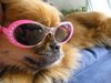 Tibet-Spaniel Hund
