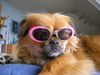 Tibet-Spaniel Hund