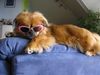 Tibet-Spaniel Hund