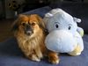 Tibet-Spaniel Hund