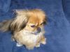 Tibet-Spaniel Hund