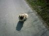 Tibet-Spaniel Foto: Lizzy macht einen Spaziergang (ID 5418) Tibet-Spaniel Hund