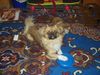 Tibet-Spaniel Foto: Unser Snooopy Pekinese oder Tibet Spaniel? (ID 8855) Tibet-Spaniel Hund