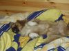 Tibet-Spaniel Foto: Unser Snooopy Pekinese oder Tibet Spaniel? (ID 8856) Tibet-Spaniel Hund