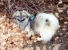 Tibet-Spaniel Hund