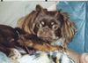 Tibet-Spaniel Foto: Unsere Jeffi (2 Jahre) (ID 6331) Tibet-Spaniel Hund