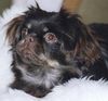 Tibet-Spaniel Foto: Unsere Jeffi (2 Jahre) (ID 6330) Tibet-Spaniel Hund