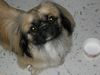 Tibet-Spaniel Foto: Mein Name ist James , ich bin 1 1/2 Jahre alt und ganz süß!!! (ID 17295) Tibet-Spaniel Hund