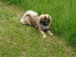 Tibet-Spaniel Hund