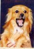 Tibet-Spaniel Foto: His name is Tommy (ID 5715) Tibet-Spaniel Hund