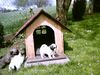 Tibet-Spaniel Hund
