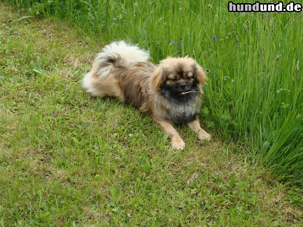Tibet-Spaniel Hunde Foto 47022 Tibet-Spaniel Aick im Urlaub im Schwarzwald