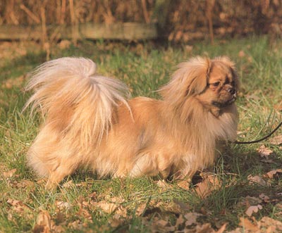 Tibet-Spaniel Hunde Foto 128 Tibet-Spaniel
