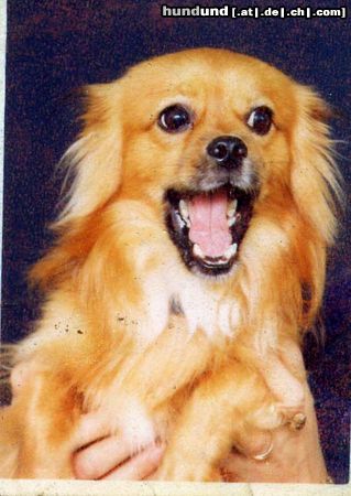 Tibet-Spaniel Hunde Foto 5715 Tibet-Spaniel His name is Tommy