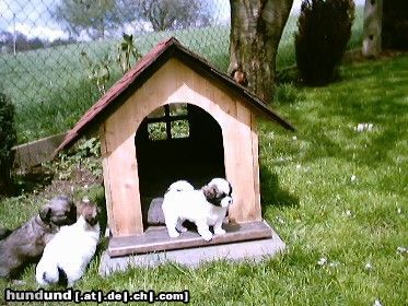 Tibet-Spaniel Wie haben Welpen abzugeben!