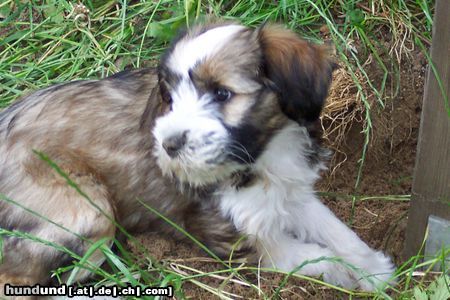 Tibet-Terrier Hunde Foto 13673 Tibet-Terrier Unsere Königin