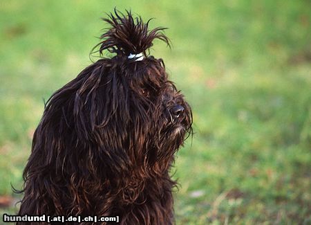 Tibet-Terrier Hunde Foto 8786 Tibet-Terrier Daisy