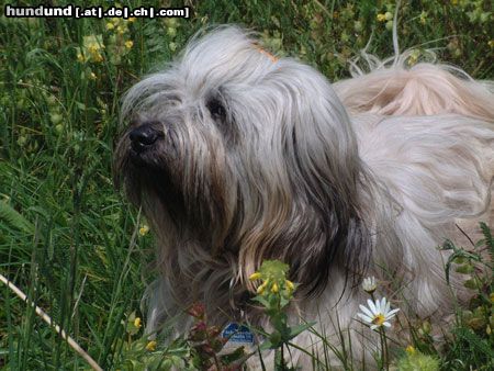 Tibet-Terrier Hunde Foto 11865 Tibet-Terrier endlich ist mal wieder richtig SOMMER!