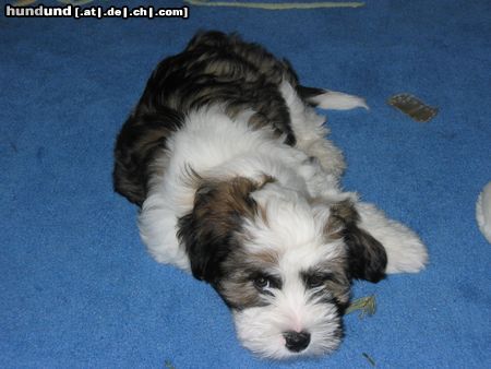 Tibet-Terrier Hunde Foto 9002 Tibet-Terrier Dzasa Lamleh von Pho Chu