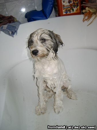 Tibet-Terrier Hunde Foto 14229 Tibet-Terrier Chin in der Wanne