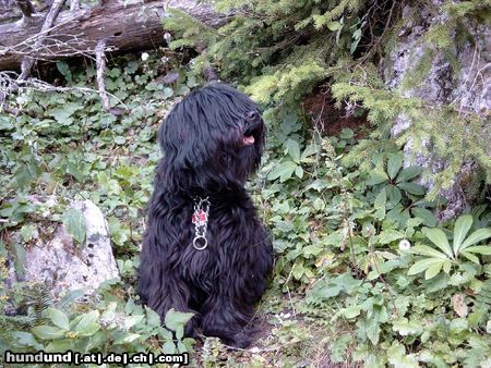 Tibet-Terrier Hunde Foto 17134 Tibet-Terrier Besucht mich unter www.tibetterrier.mynetcologne.de