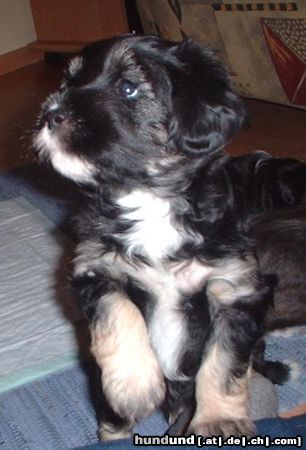 Tibet-Terrier Hunde Foto 3012 Tibet-Terrier 8 Wochen jungen TT Junge Chompa chomolhamo