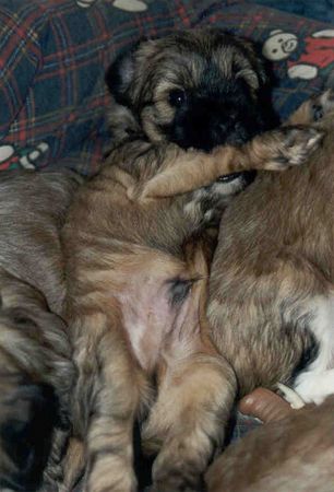 Tibet-Terrier Hunde Foto 2282 Tibet-Terrier A-jo