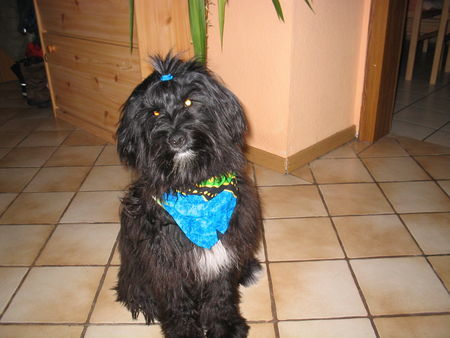 Tibet-Terrier Hunde Foto 30527 Tibet-Terrier bin ich nicht hübsch??