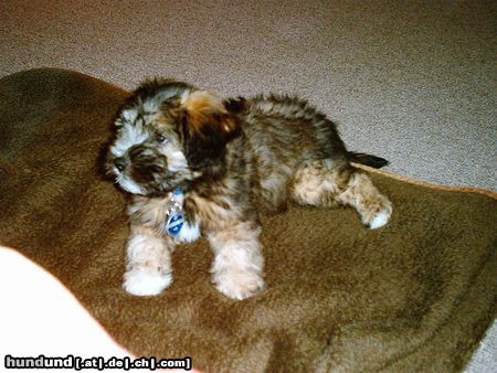 Tibet-Terrier Hunde Foto 17752 Tibet-Terrier Balou